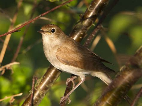  The Nightingale： 一隻擁有神奇歌喉的小夜鶯，卻被冷落的愛情故事！